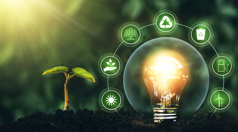 Lightbulb next to growing sapling in wooded area to support renewable energy article