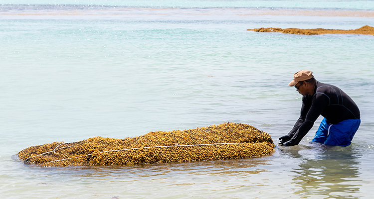a person standing in shallow, clear water, working with a large, elongated raft of seaweed